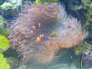 Clownfiskarna i sin anemon